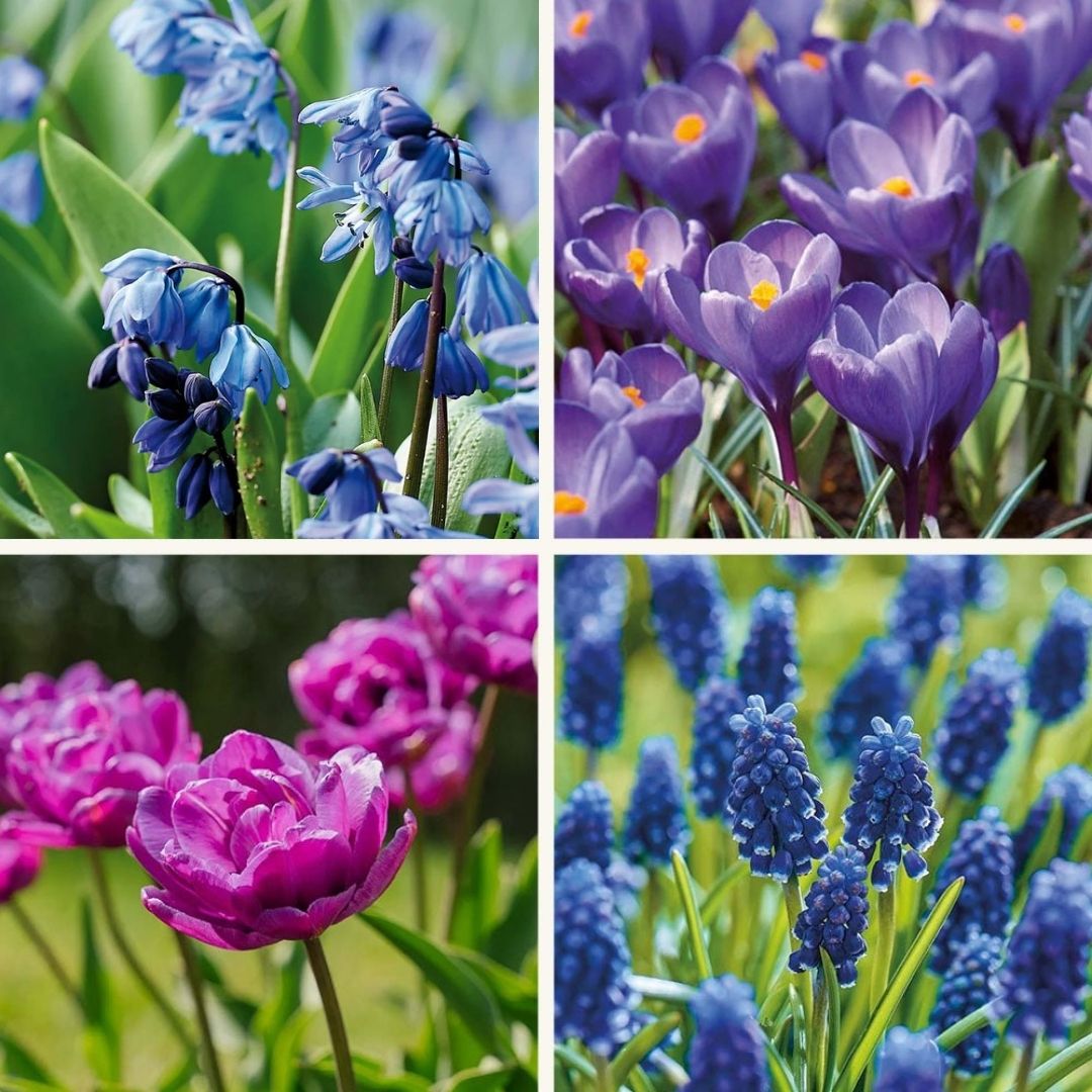 Zwiebel Lasagne ‘Midnight Blue’