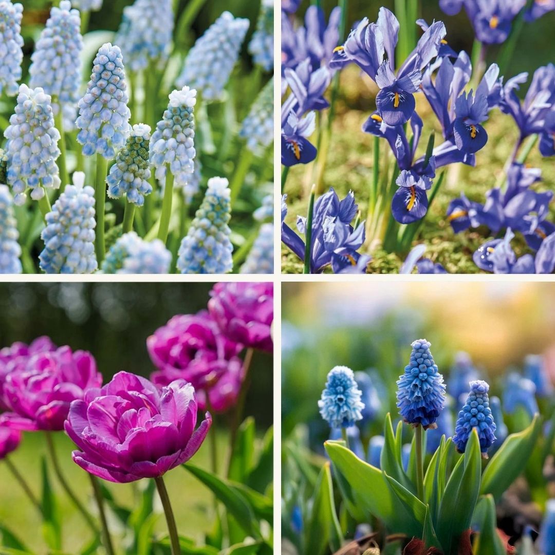 Zwiebel Lasagne ‘Midnight Blue’