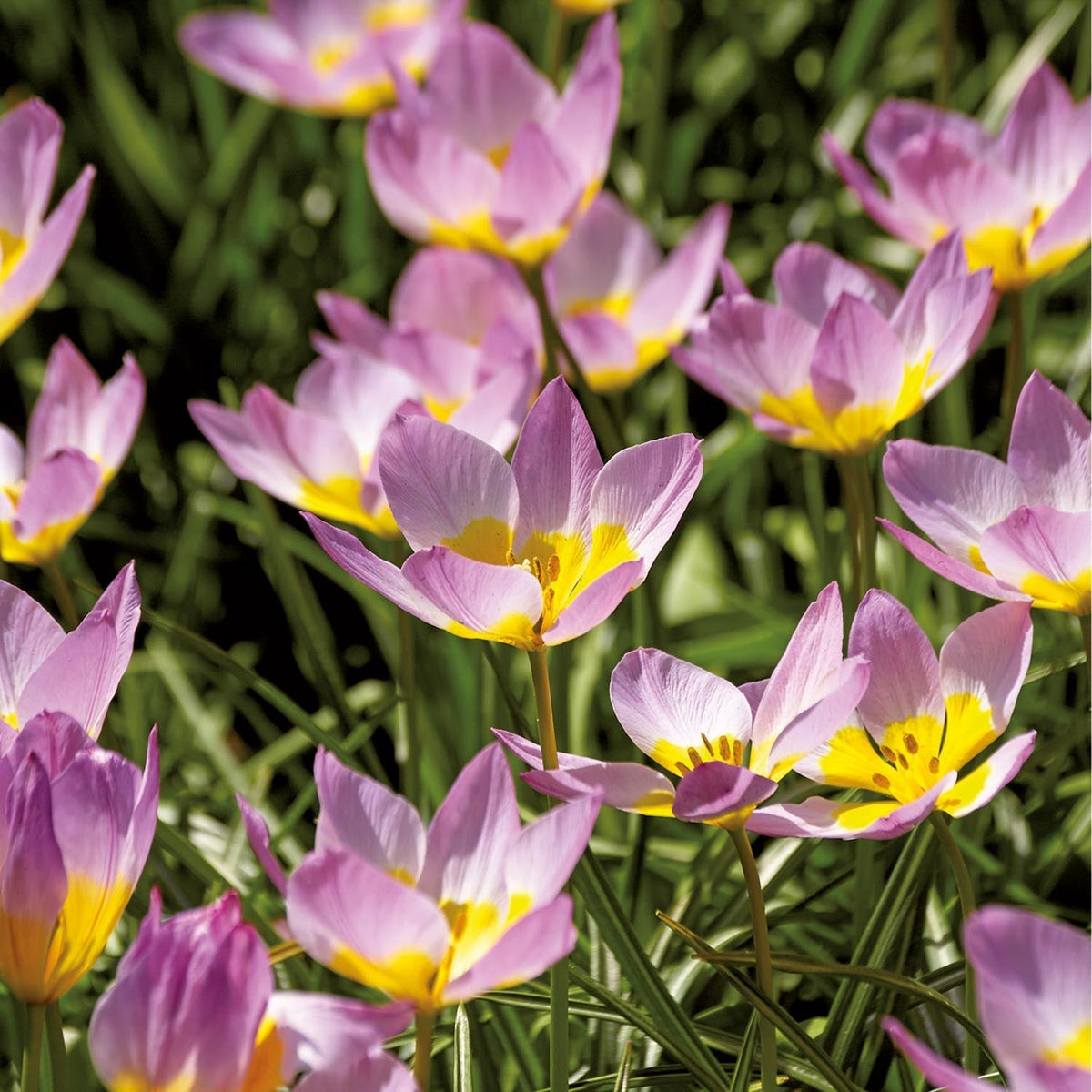 Zwiebel Lasagne 'Pansy Parlour'