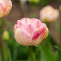 Zwiebel Lasagne 'Peony Blush'