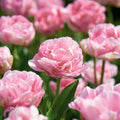 Zwiebel Lasagne 'Peony Blush'