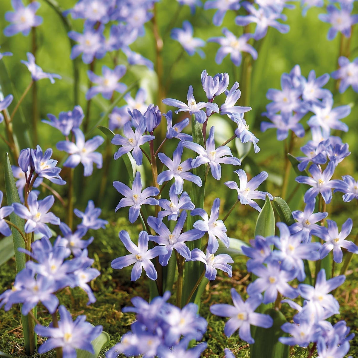 Zwiebel Lasagne 'Peony Blush'