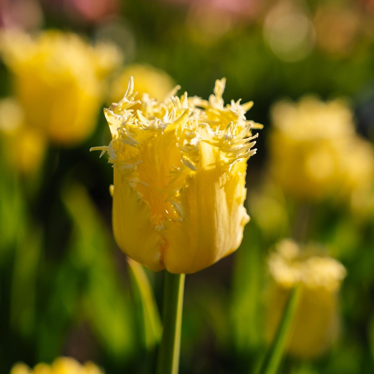 Zwiebel Lasagne 'Primula Path'