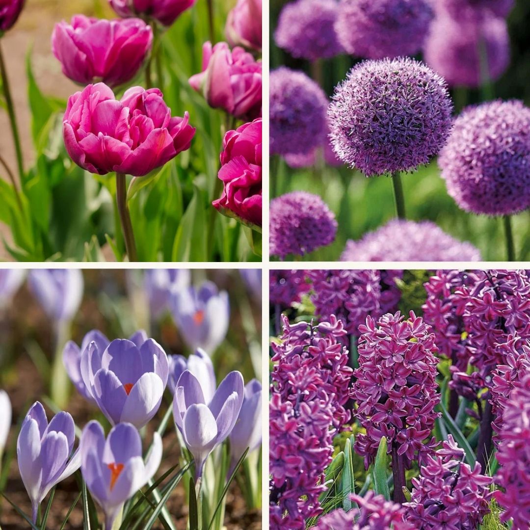 Zwiebel Lasagne ‘Purple Dreams’