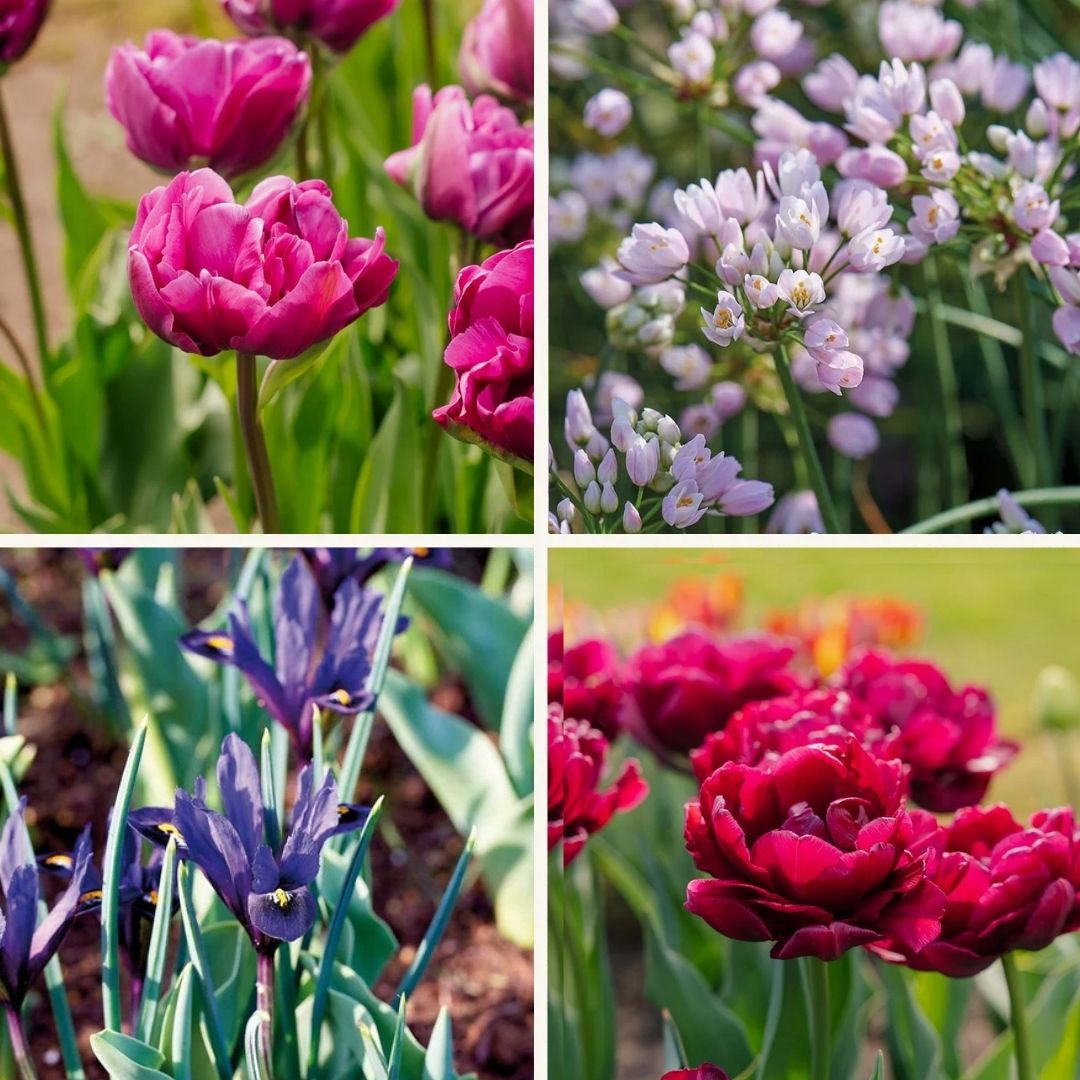 Zwiebel Lasagne ‘Purple Dreams’