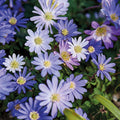 Zwiebel Lasagne 'Seaside Rock'