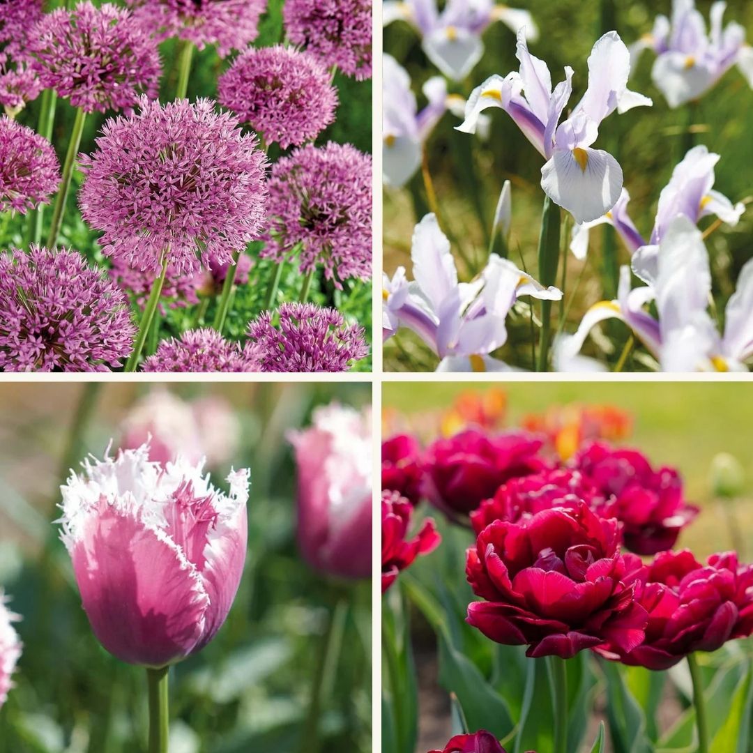 Zwiebel Lasagne ‘Spring Sorbet’