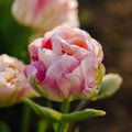 Zwiebel Lasagne ‘Spring Sorbet’