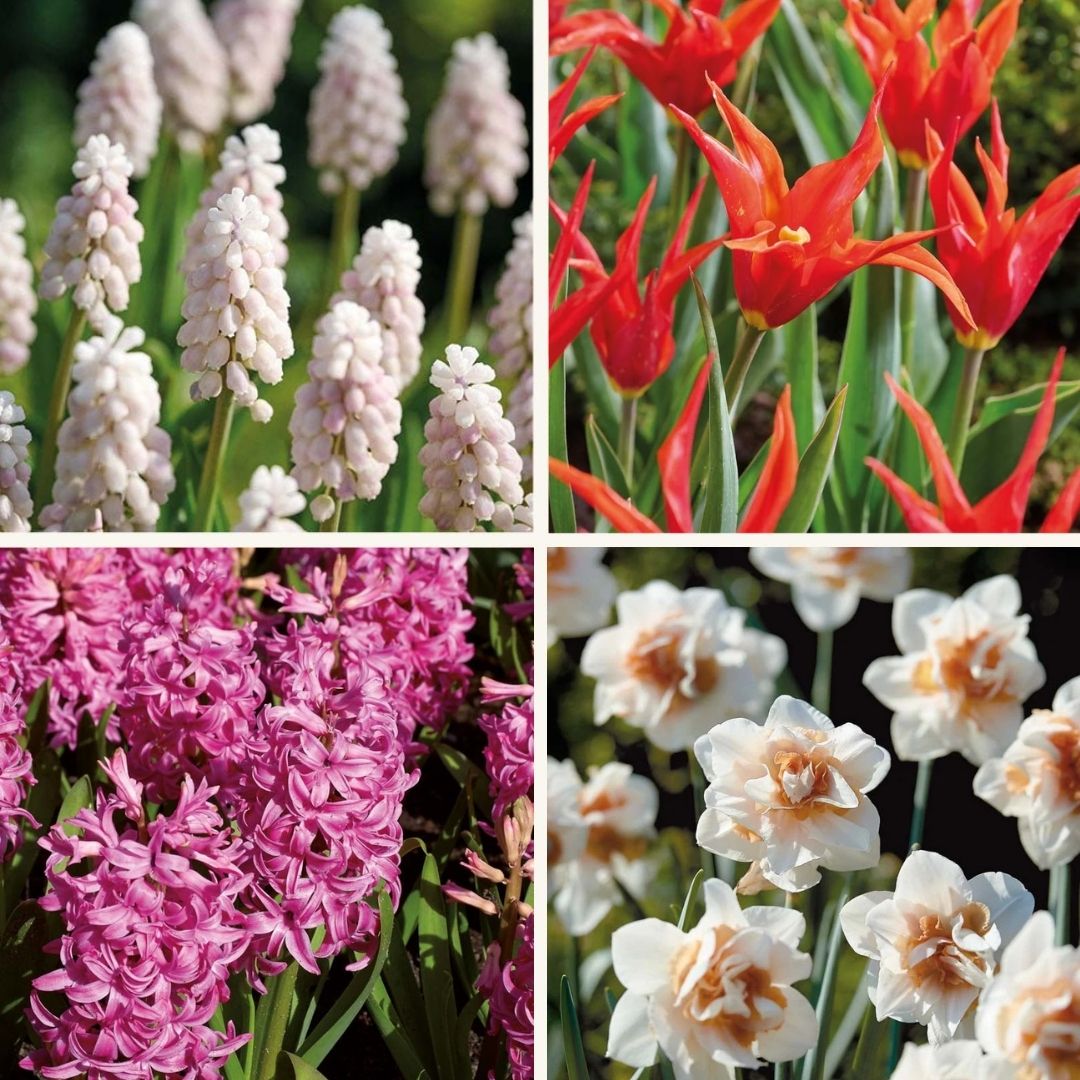 Zwiebel Lasagne ‘Spring Sorbet’