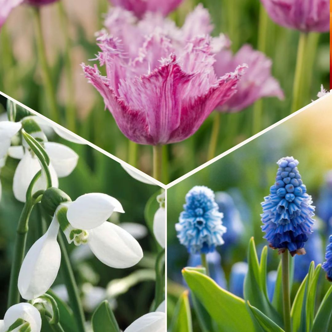 Zwiebel Lasagne 'Sunset Punch'