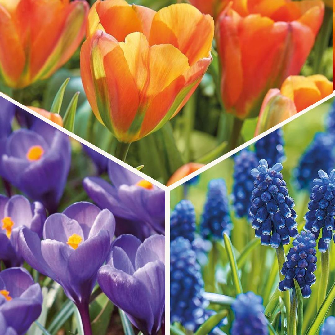 Zwiebel Lasagne 'Sunset Punch'