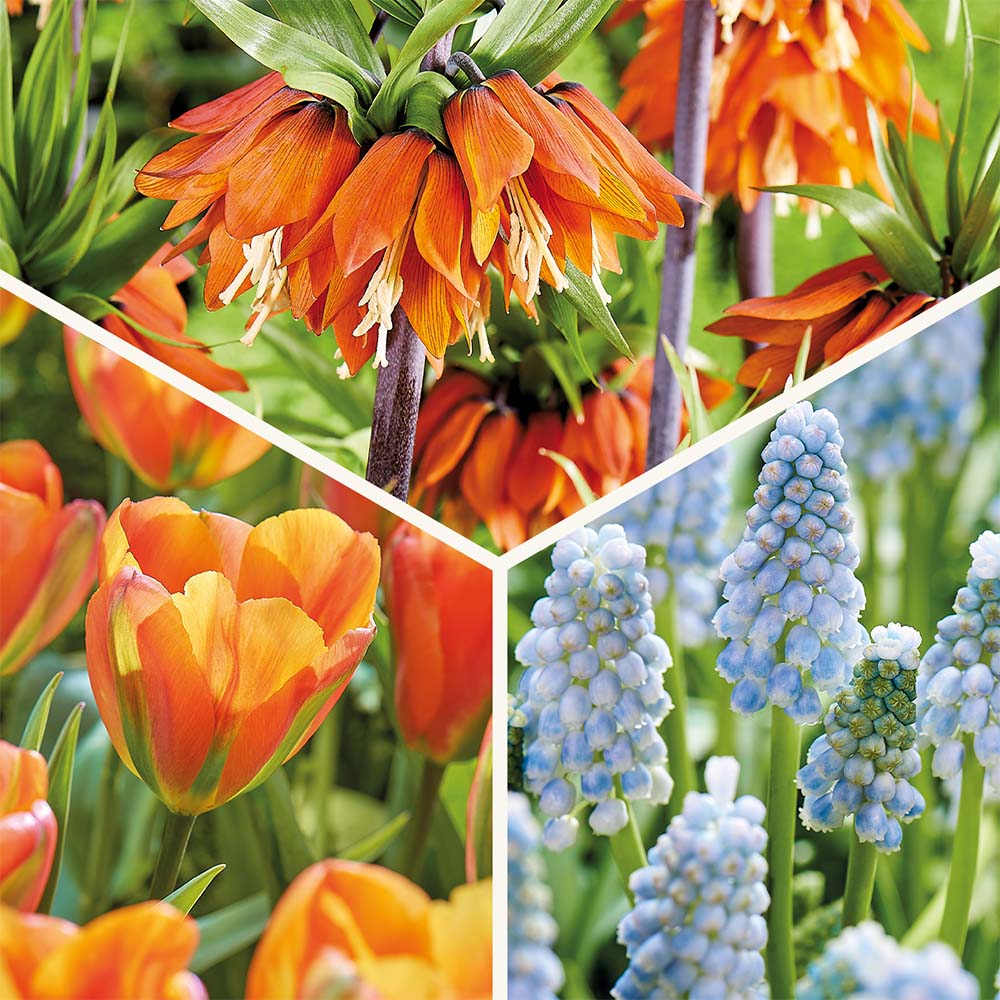 Zwiebel Lasagne 'Teal and orange'