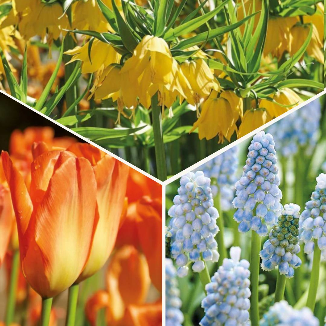 Zwiebel Lasagne 'Teal and orange'