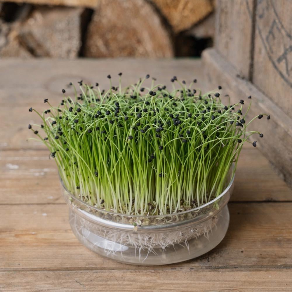Zwiebel Microgreens Samen - 4600 Biosamen
