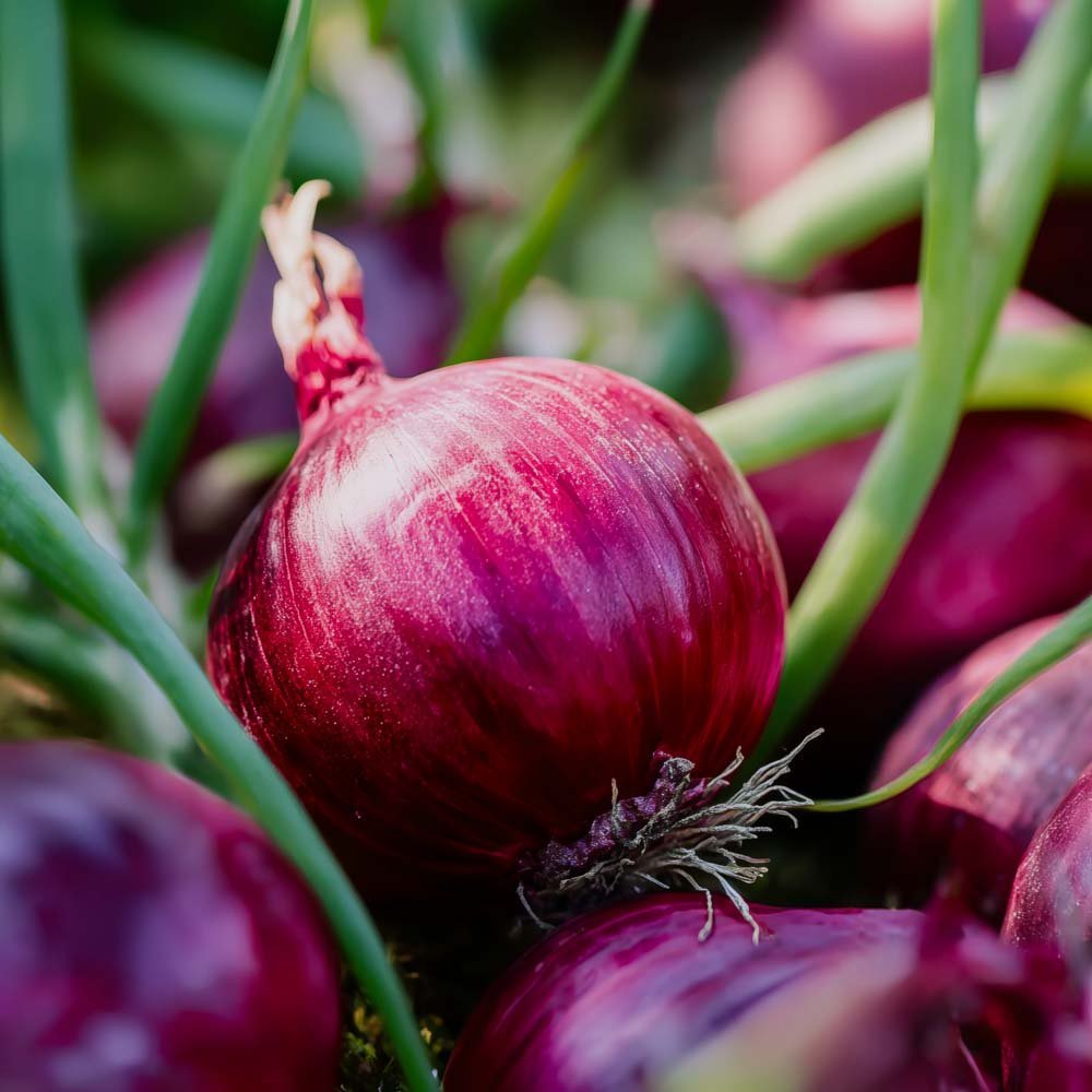 Zwiebelsamen 'Red Baron' - 100 Biosamen