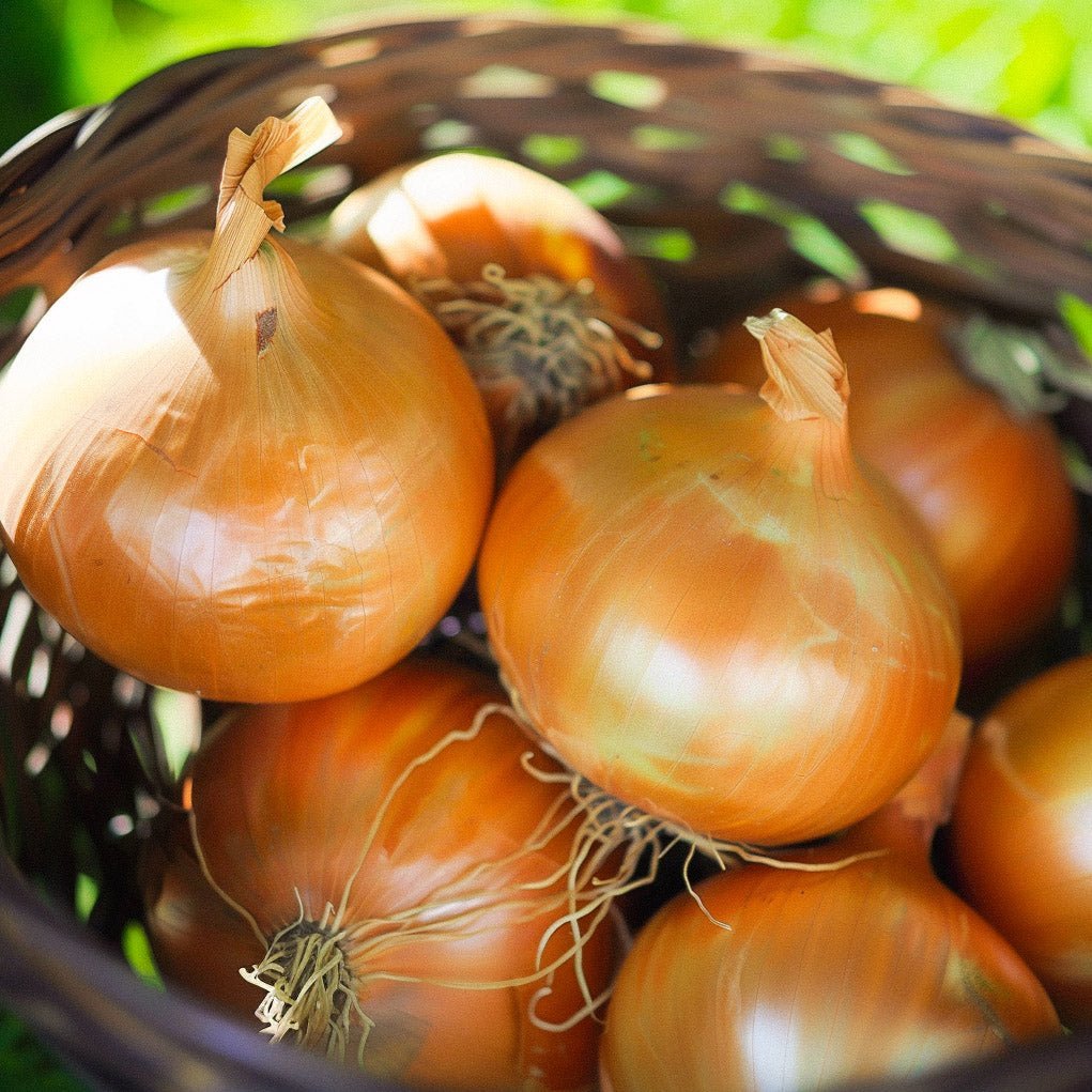 Zwiebelsamen 'Stuttgarter' - 100 Biosamen